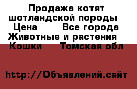 Продажа котят шотландской породы › Цена ­ - - Все города Животные и растения » Кошки   . Томская обл.